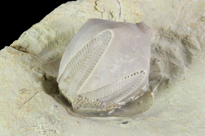 Blastoid (Pentremites) Fossil - Illinois #102236